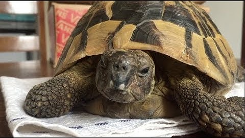 Unboxing My Hibernating Tortoise 2018