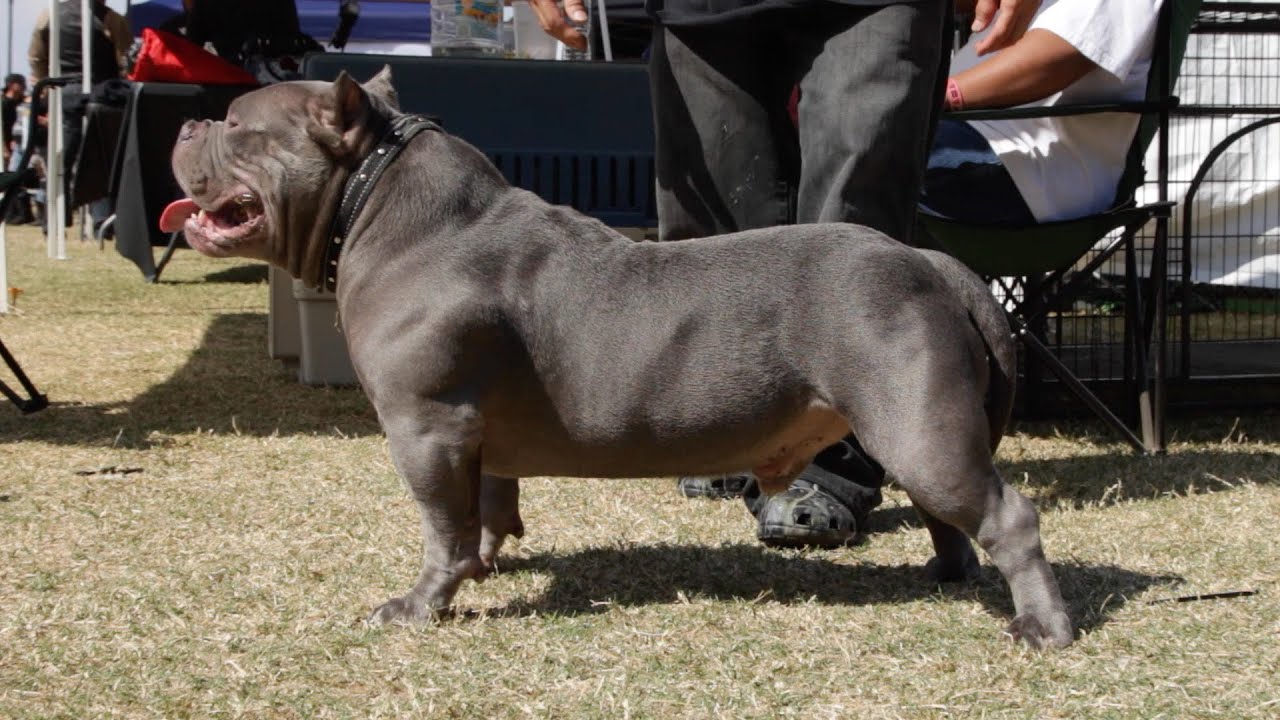 AMERICAN BULLY SHOW - THE BULLY TOUR 
