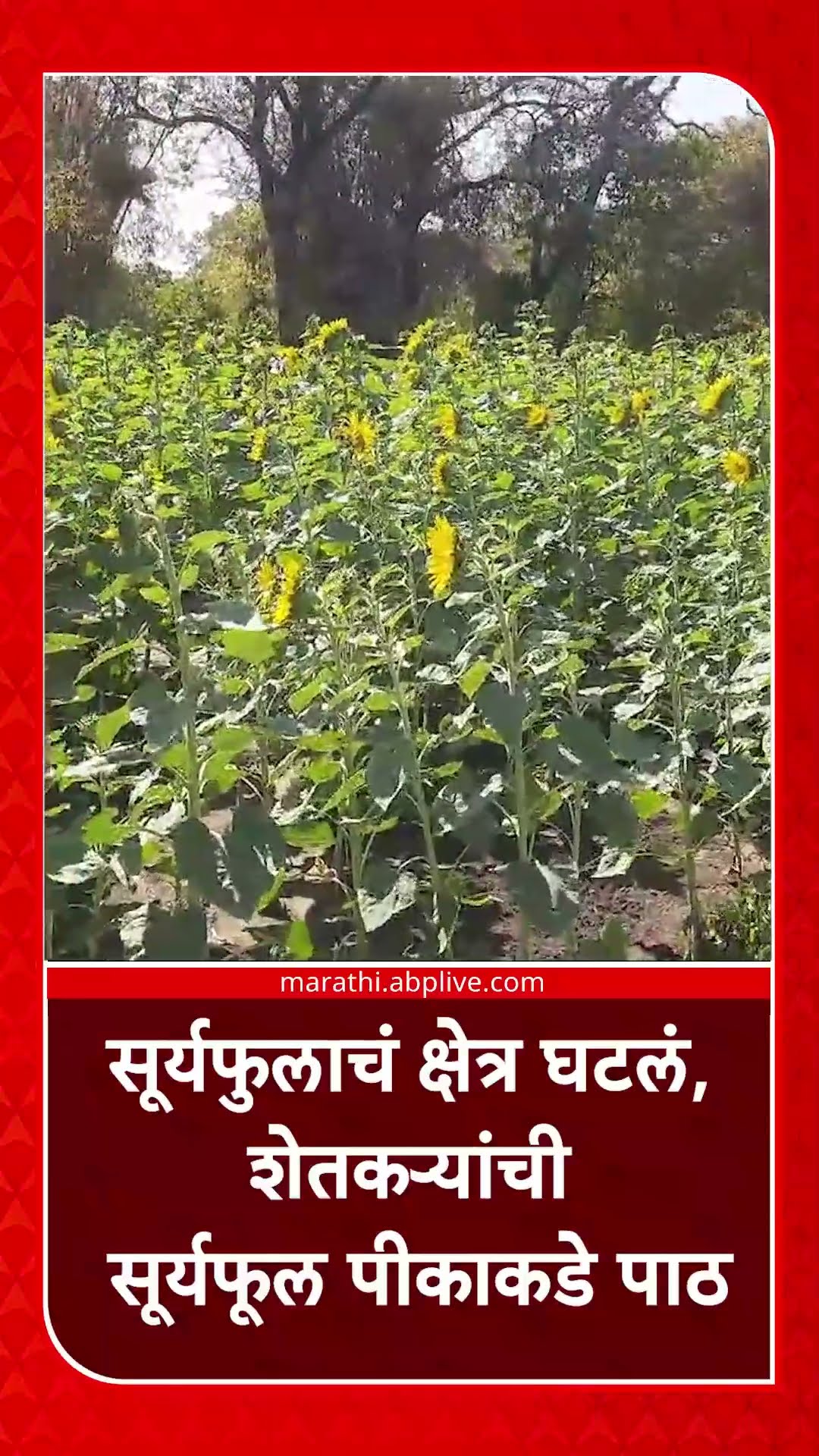 Washim Sunflowers : सूर्यफुलाचं क्षेत्र घटलं, शेतकऱ्यांची सूर्यफूल पीकाकडे पाठ