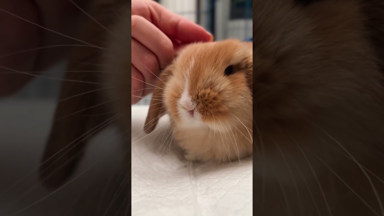 How to train a bunny 🥹🐰 #bunny #freeroamrabbit