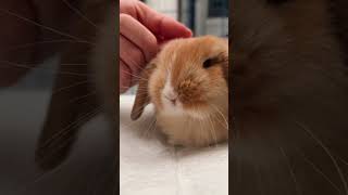 Thumbnail for How to train a bunny 🥹🐰 #bunny #freeroamrabbit