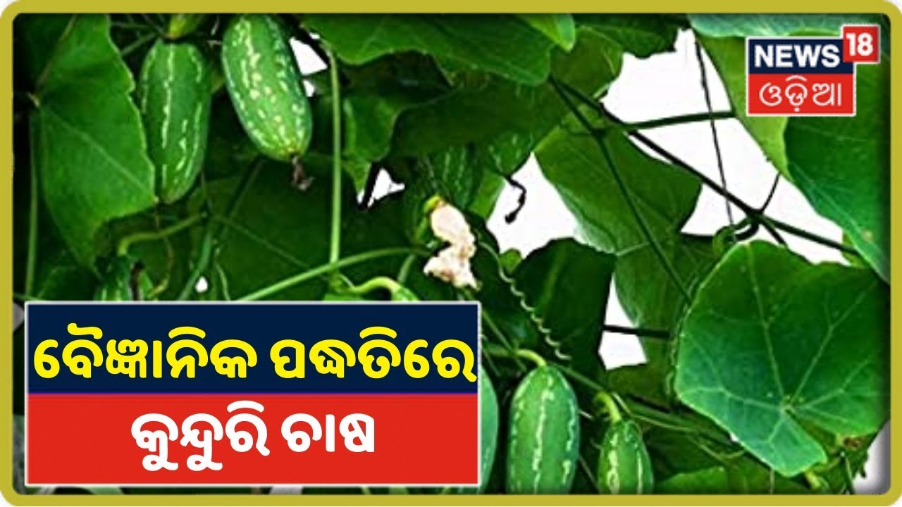 Annadata | କୁନ୍ଦୁରି ଚାଷରେ ଜଳ ଓ ଖତସାର ପରିଚାଳନା