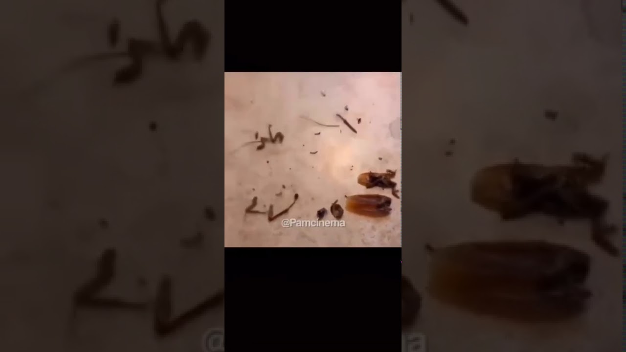 Cockroach Youtube