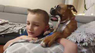 tug of war by Masha the Boxer Dog  from Poland  168 views 1 year ago 41 seconds