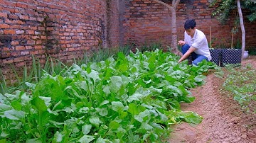 Cách mình trồng Cải Bó Xôi tại vườn / Loại rau dễ trồng nhất .