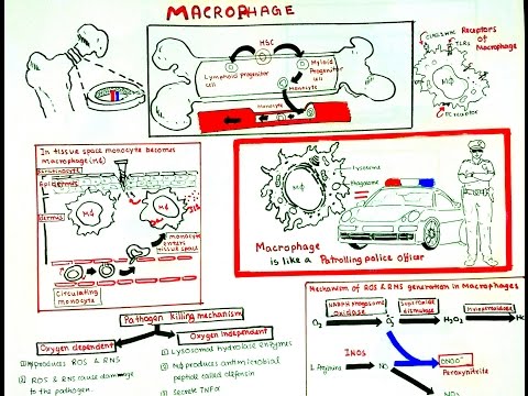 Macrophage and its role in immunity