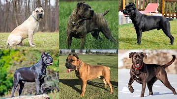 Cane Corso Color Variations | Cane Corso Different Colors