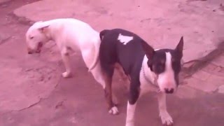 Cruza Dos Bull Terrier