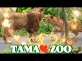 「モルト」と「ミキ」がペアに!?🦁💗😻 多摩動物公園ライオン園ドキュメンタリー