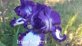 Подивіться як квітнуть іриси. See how iris flowers bloom.