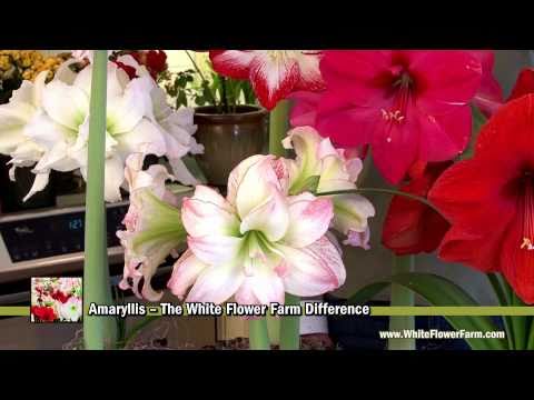 Amaryllis -- The