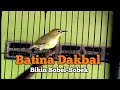 PLECI BETINA DAKUN BALI (DAKBAL) MERAYU JANTAN AGAR MAU BUNYI