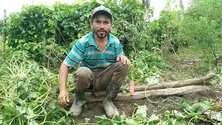 Plantando  batata doce