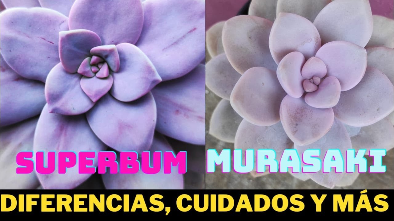 GRAPTOPETALUM SUPERBUM Y GRAPTOPETALUM MURASAKI / CUIDADOS, DIFERENCIAS, REPRODUCCIÓN Y MÁS