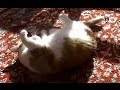 Funny cat playing dead!! 猫を銃で撃つ!鳴きながら倒れる演技はアカデミー賞