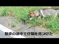 おはぎが帰って来たのは本当だったようです