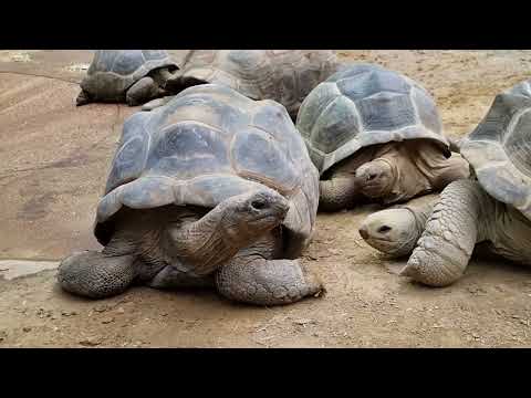 A group of Aldabra tortoises