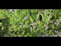 Phacelia 2021