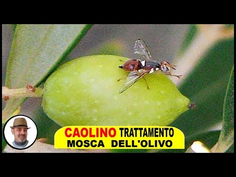 Video: A cosa serve la caolinite?