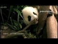 かわいい♥なかなか起き上がれない赤ちゃんパンダBaby panda that can not easily get up【cute panda videos シャンシャン パンダ】