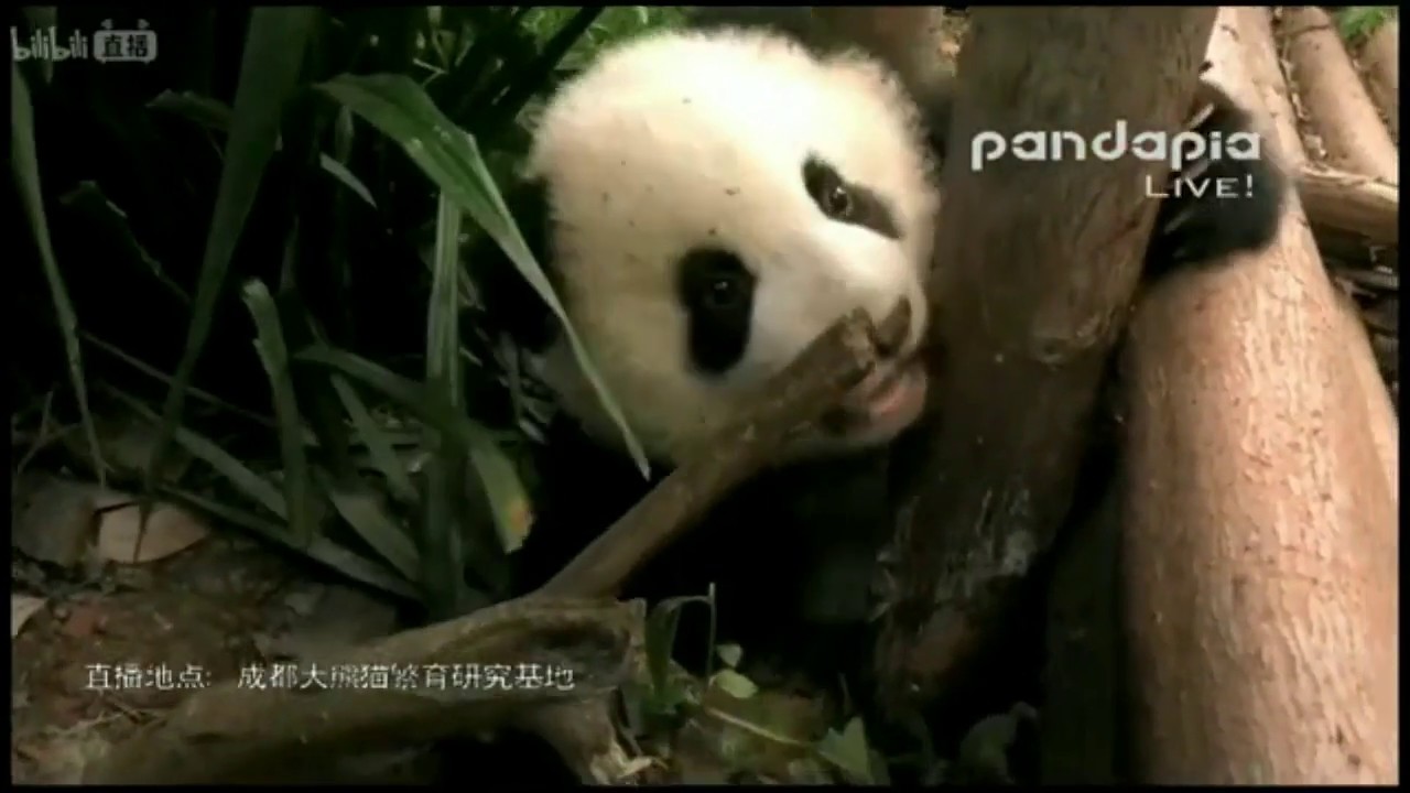 かわいい なかなか起き上がれない赤ちゃんパンダbaby Panda That Can Not Easily Get Up Cute Panda Videos シャンシャン パンダ Youtube