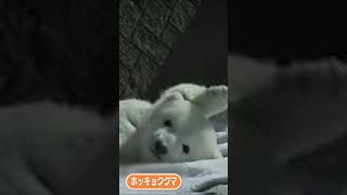 ふわふわのピース #Shorts #ホッキョクグマ