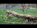Bluebells Growing in Blakes Wood Little Baddow 2020