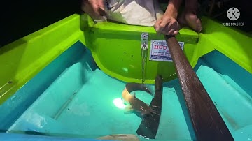 Đi câu cá ngát ở sông Mỹ Lồng và cái kết cá khủng