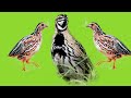 Batair Ki Awaz Quail Sound Batair Sound common Quail Sound 2021 || Sardar Sajjad Khan Official