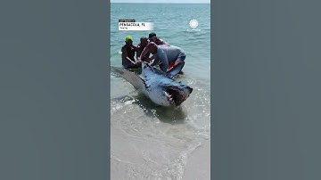 Florida Couple Helps Shark Back into Ocean | AccuWeather
