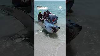 Florida Couple Helps Shark Back into Ocean | AccuWeather screenshot 1