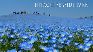 HITACHI SEASIDE PARK 2021 Spring.#ひたち海浜公園 #4K