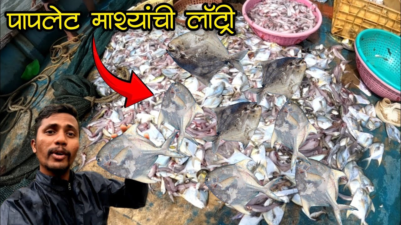 खोल समुद्रात मासेमारीला भेटले भरपूर पापलेट 🐟😔|pomfret fishing in deap sea|#fishing #pomfret #fishi
