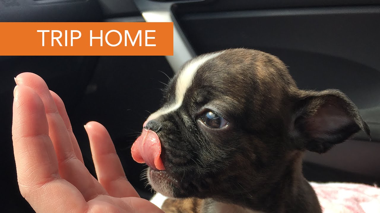 Basil the French Bulldog Puppy Trip Home YouTube