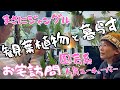【ジャングルハウス】7年で200株超え、約150品種の観葉植物と暮らす花森さんのお宅訪問《ねこチップ/ねこの登り棒/花森家/熱帯植物大好き》