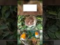 🐥चिमणीची पिल्ले🐣चिव चिव चिमणी 🐣 Sparrow🐤 Baby Bird from Nest #trending #viral #birds #shorts #nature