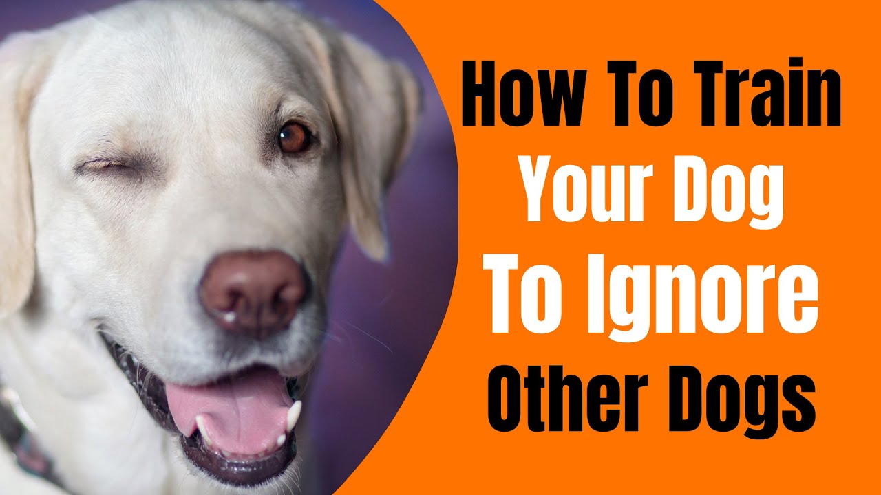 How To Train Dog To Ignore Other Dogs (4 Tips) YouTube