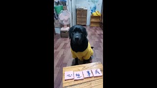 Smart Labrador recognize words📝