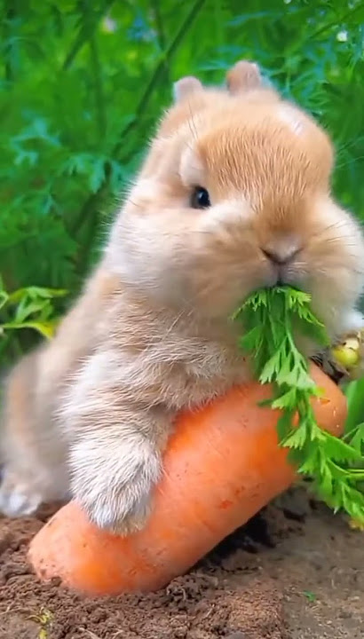 Cute Bunny eating carrot 🥕🐇💞||Please subscribe