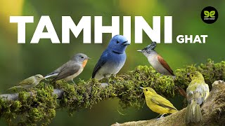 Tamhini Ghat - A Birding Paradise
