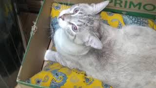 Funnyvideo cat  😁 by Fatos Curiosos dos Felinos  66 views 2 years ago 10 minutes, 23 seconds