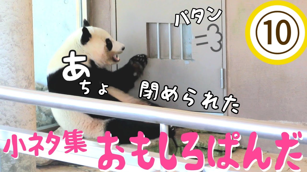 小ネタ集🐾おもしろぱんだ⑩