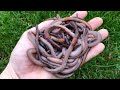 How to catch Earthworms for fishing - No tools needed!! 