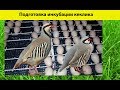 #подготовка #инкубации #кеклика (горный куропатка) mountain partridge