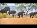 Giants of Murchison | The Untold Story of Uganda’s Elephants