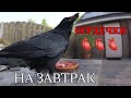 НЕ ПОЙМУ!🤔 ТО-ЛИ НРАВИТСЯ, ТО-ЛИ НЕ НРАВИТСЯ.🐔🫀  #птицы #врановые #ворона #кормушка #наблюдение