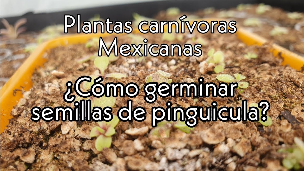 ¿Cómo germinar Pinguiculas? - Plantas carnívoras mexicanas
