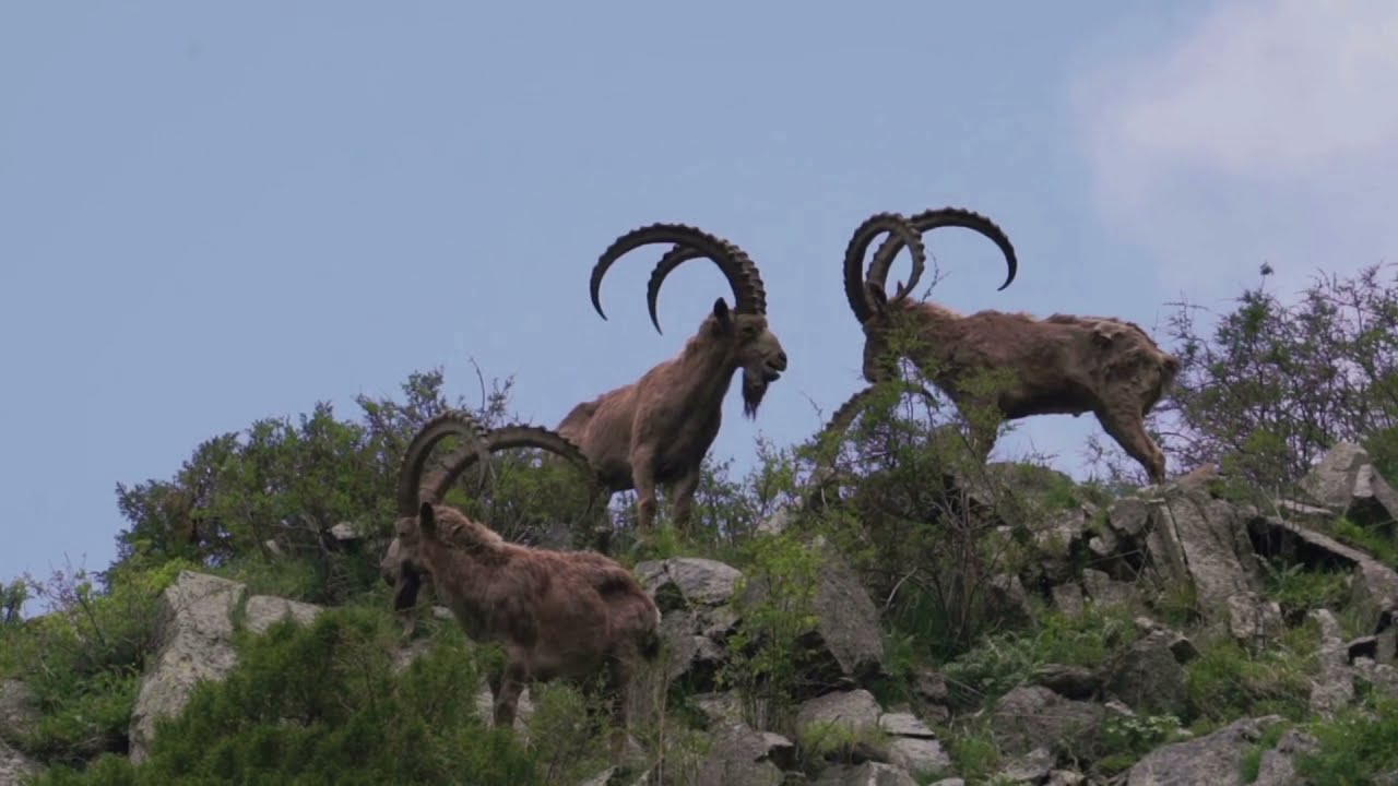 Язык танца. Урок  2. Казахский танец . Комбинация 1