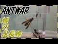 蟻戦争＃130   トゲオオハリアリVSアシナガバチ～数の暴力～編～ant vs wasp～