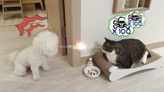 고양이 집에 강아지가 처음 찾아오면 생기는 황당한 일들 screenshot 1